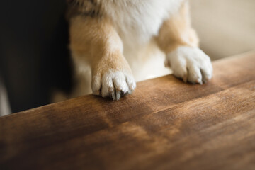 Obraz premium corgi dog paws in dog-friendly gastrobar with cup of coffe