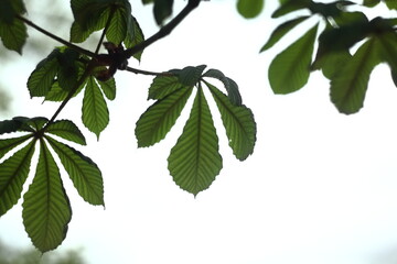 Chestnut’s leaves background   