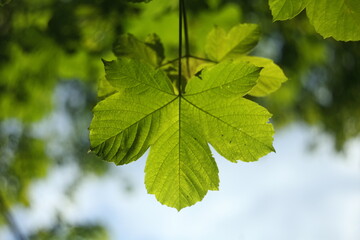 Sycamore leaf in sunny weather      