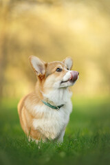 happy corgi puppytongue in the green sunny nature