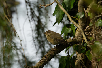 young robin resting on a branch in a tree with a natural green background