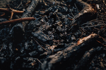 ingrown long roots of old trees dug into the ground