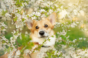 corgi puppy in the blossom flower nature