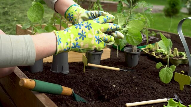 The process of planting vegetable. Seasonal work on planting seedlings of flowers in landscaping near a country house. Farmer's hands plant veThe process of planting vegetable. 