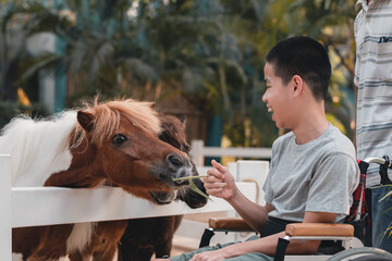 Disabled child sitting on wheel​chair​ feeding donkey and horses in zoo,Boy smile with happy...