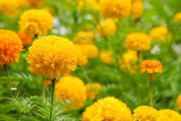 Tagetes erecta is commonly named African marigold, Aztec marigold, American marigold and big marigold.