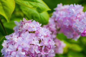 Branch of blossoming purple lilac on a sunny day