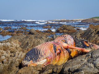 Dead southern right whale (Eubalaena australis) on the rocky shoreline near Hermanus. Whale Coast. Western Cape. South Africa