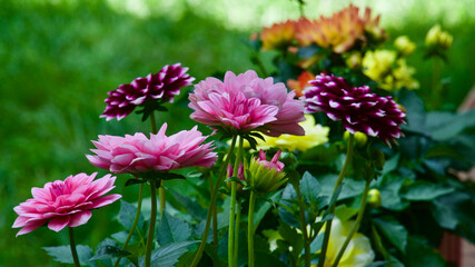 Fototapeta premium Stars flowers. Garden ornamental flowers. Annual flowering plants.