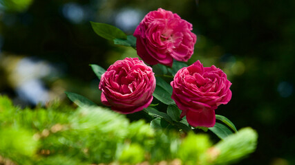 Fragrant pink rose bush in the garden.