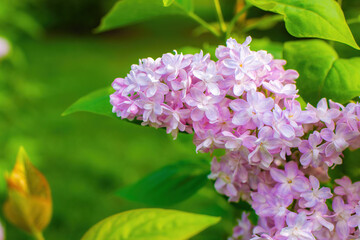 Obraz premium Branch of blossoming purple lilac on a sunny day