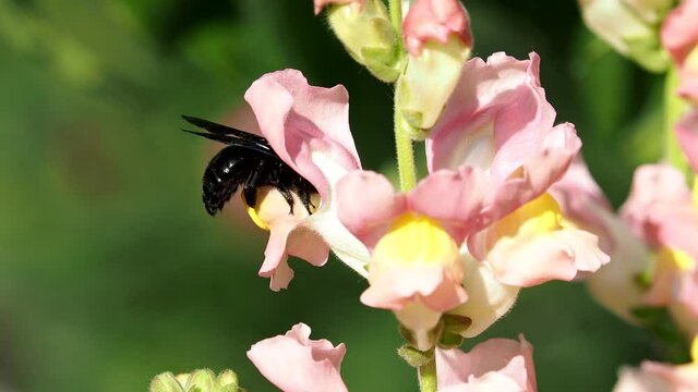 The violet carpenter bee, Xylocopa violacea, collecting nectar from snapdragon flowers