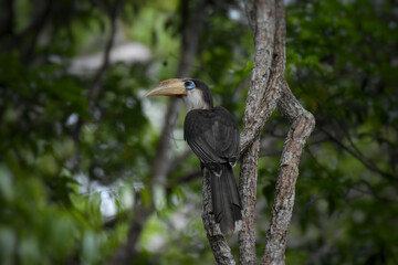 Fototapeta premium White-throated Brown Hornbill, Austen's brown hornbill in nature, Khao Yai National Park, Thailand.