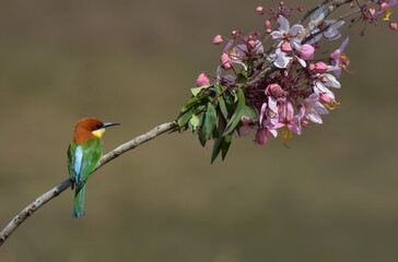 Chestnut-headed Bee-eater Head to back, orange, black eye band, neck and chest, bright yellow chest with small black and orange stripes, green body. Sticking to the branches.