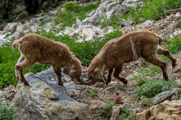 Games in the form of a fight between two ibexes