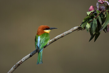 Chestnut-headed Bee-eater Head to back, orange, black eye band, neck and chest, bright yellow chest with small black and orange stripes, green body. Sticking to the branches.