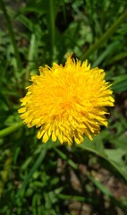 lonely dandelion