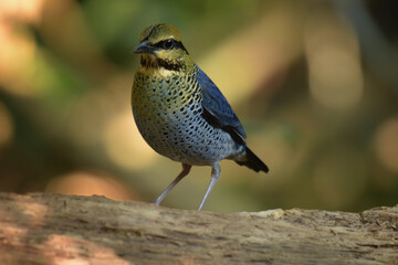 Blue pitta (Hydrornis cyaneus) in KhaoYaiNational Park, Thailand.