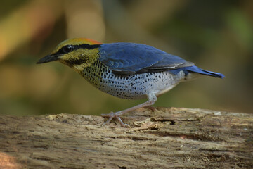 Blue pitta (Hydrornis cyaneus) in KhaoYaiNational Park, Thailand.
