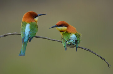 Fototapeta premium Chestnut-headed Bee-eater Head to back, orange, black eye band, neck and chest, bright yellow chest with small black and orange stripes, green body. Sticking to the branches.