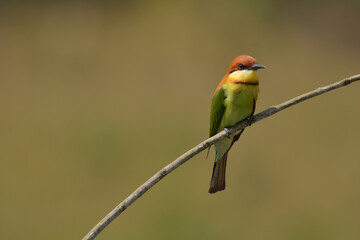 Chestnut-headed Bee-eater Head to back, orange, black eye band, neck and chest, bright yellow chest with small black and orange stripes, green body. Sticking to the branches.