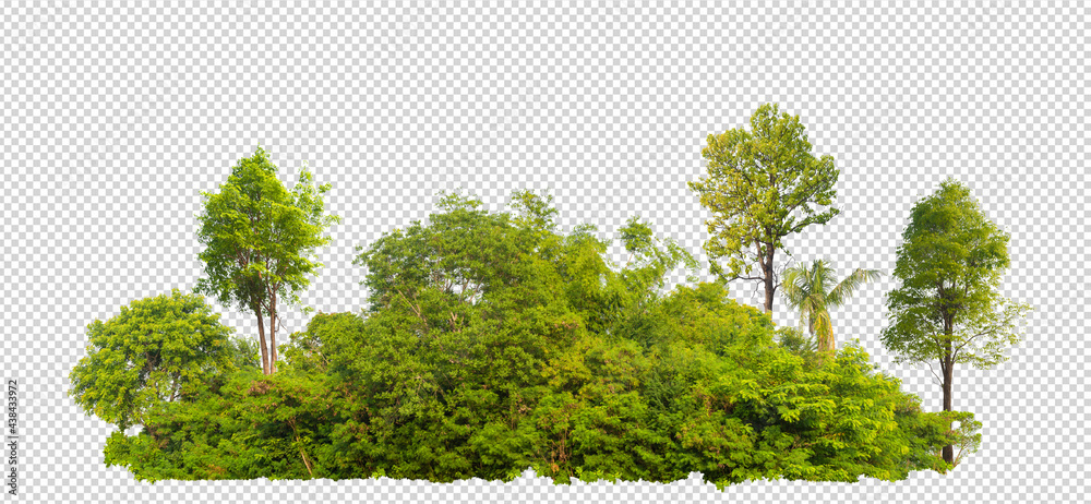 Poster forest scape picture with cut out from original background with selection or clipping path, one click selection, hight resolution forestcape picture fast and easy for use