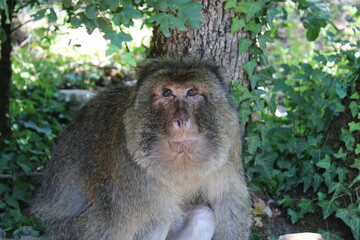 Singe sage qui regarde