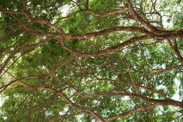 Branches and leaves background of a large tree  