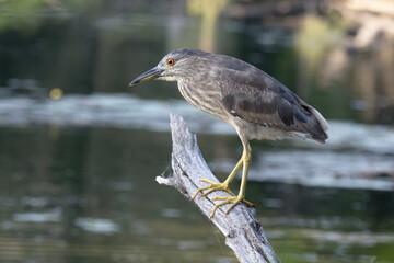 Juvenile black-crowned night heron perched on a dead tree branch over water looking for fish
