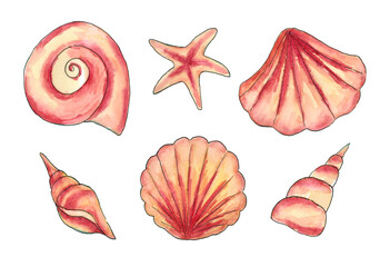 Set of exotic seashells. Objects are isolated on a white background. The illustration is hand-drawn in watercolour.