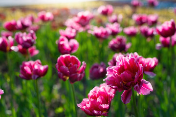 Field pink flower tulip close up on a blurred background