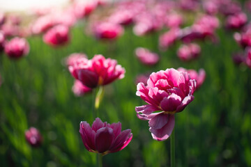 Obraz na płótnie Canvas Field pink flower tulip close up on a blurred background