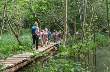 Naklejka na ściany i meble enfant detente excursion scolaire bois passerelle ruisseau nature Belgique Wallonie Lauzelle environnement 