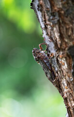 桜の木の枝にとまるアブラゼミ1
