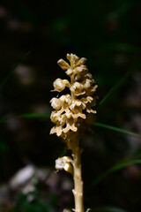 Vogel-Nestwurz, Neottia nidus-avis, schmarotzende Orchidee mit weißen, bräunlichen Blüten ohne...
