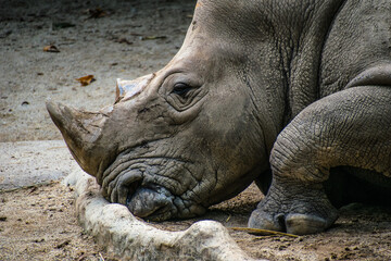 Obraz premium A rhinoceros, commonly abbreviated to rhino, is a member of any of the five extant species of odd-toed ungulates in the family Rhinocerotidae.