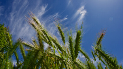Green wheats in front of a sunny blue sky. Thin clouds in the blue sky.