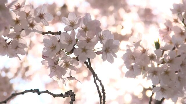 桜から漏れる日差し
