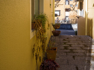 散歩中に見つけたこだわるの小道
おしゃれな家が立ち並ぶ猫の散歩道