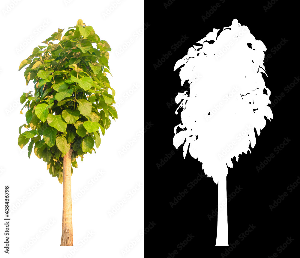 Poster isolated tree on white background with clipping path