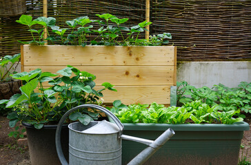 Urban vegetable garden, English flower garden nice and green fresh start of the spring. with own...