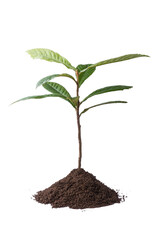 loquat tree plant with soil, grown commercially for its orange fruits and leaves for herbal tea, ornamental plant isolated on white background, side view