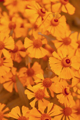 Yellow flowers stylish wallpaper. Summer bloom concept