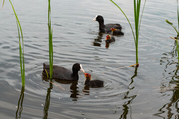 mother duck feeds ducklings on the lake