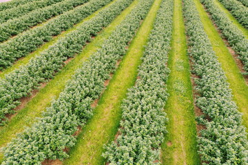 Luftbild mit Drohne, Johannisbeer- Plantage