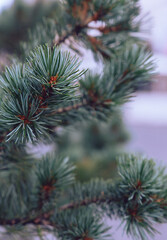 Coniferous tree background.  Stylish winter wallpaper