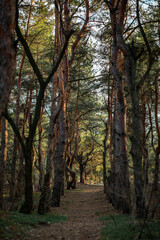 Obraz premium tall trees in the forest grow in the sun