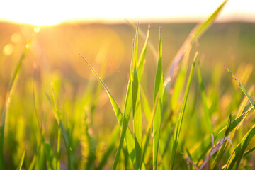Green grass background with sun beam on sunset and soft focus