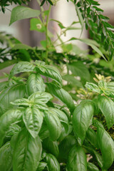 Basil plant background wallpaper. Green eco bio concept