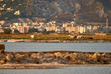Fototapeta premium The Saline di Trapani with buildings in the background and free horses grazing
